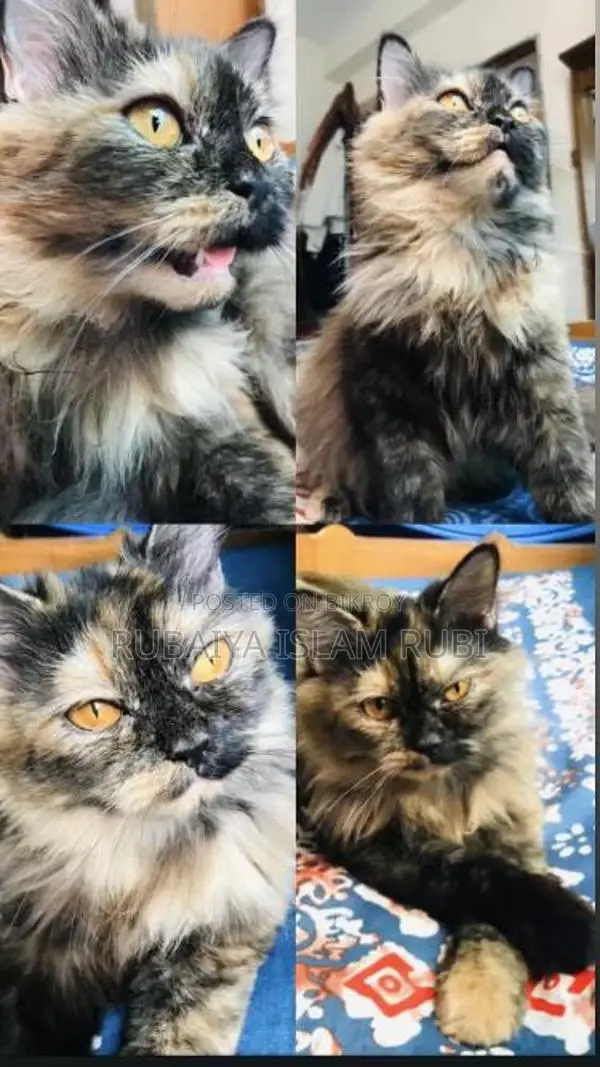 Traditional Adult Female Pregnant Persian Cat... Potty Trained