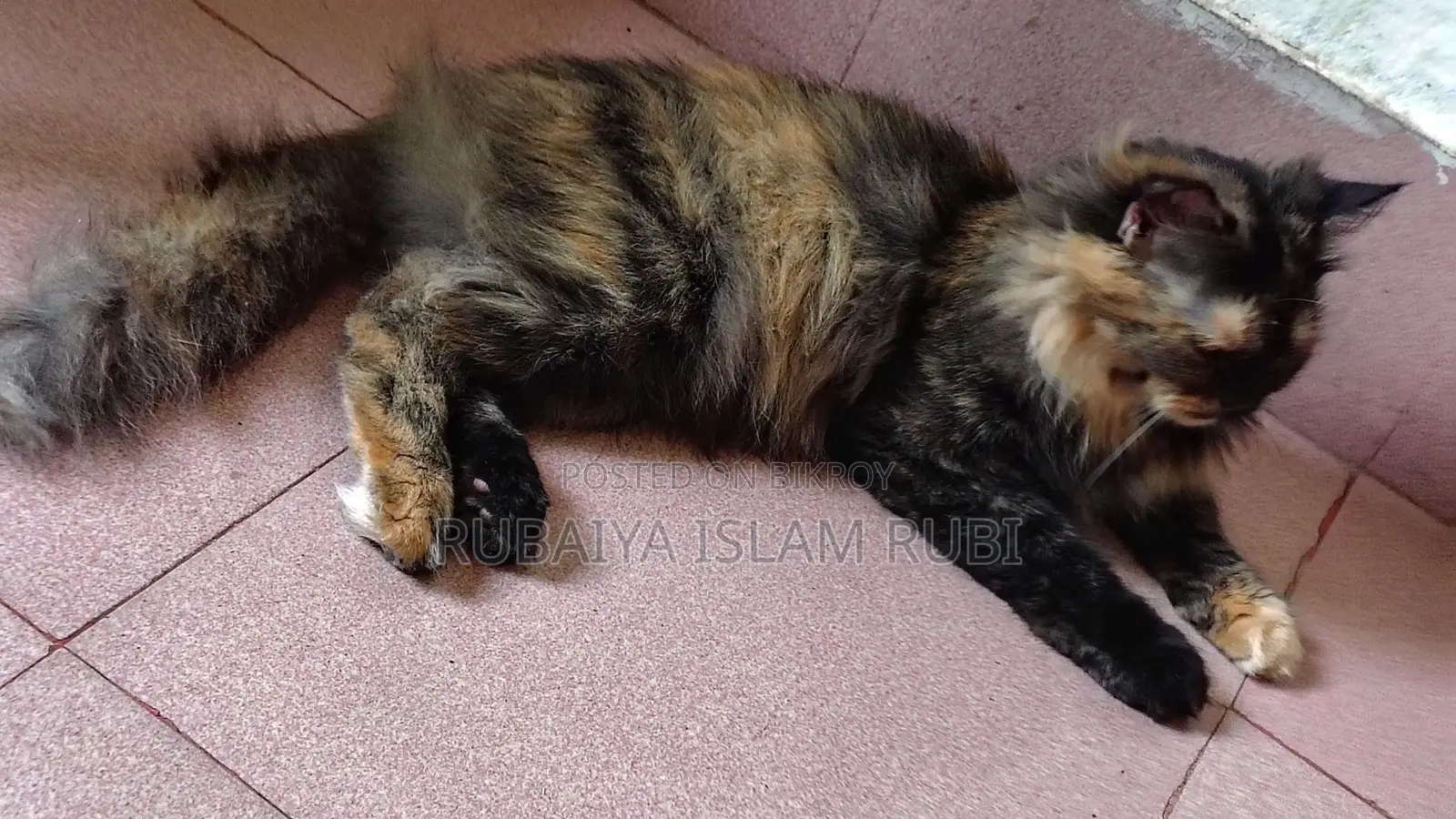 Traditional Adult Female Pregnant Persian Cat... Potty Trained