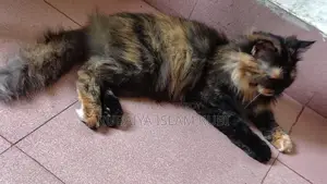 Traditional Adult Female Pregnant Persian Cat... Potty Trained