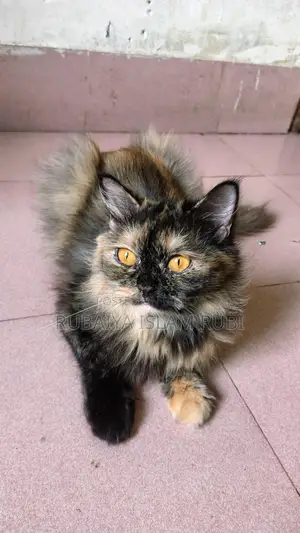 Traditional Adult Female Pregnant Persian Cat... Potty Trained
