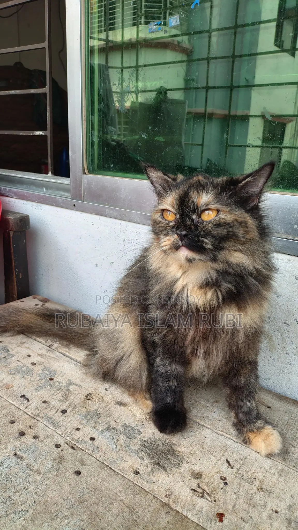Traditional Adult Female Pregnant Persian Cat... Potty Trained