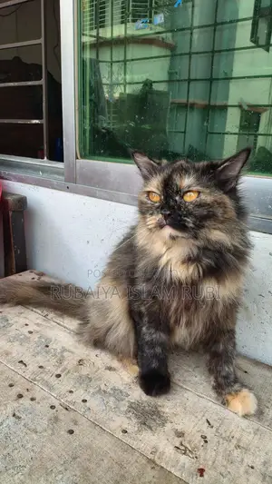 Traditional Adult Female Pregnant Persian Cat... Potty Trained