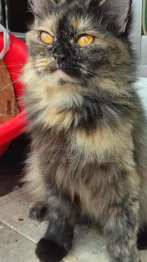Traditional Adult Female Pregnant Persian Cat... Potty Trained