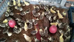 Ducklings for Sale