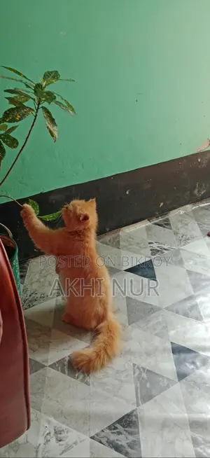 Cat for Sale