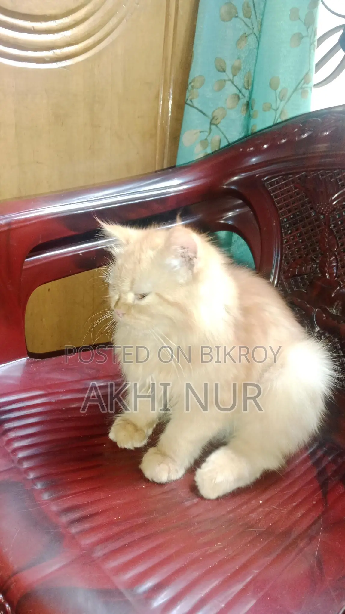 Cat for Sale