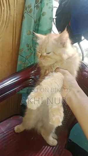 Cat for Sale