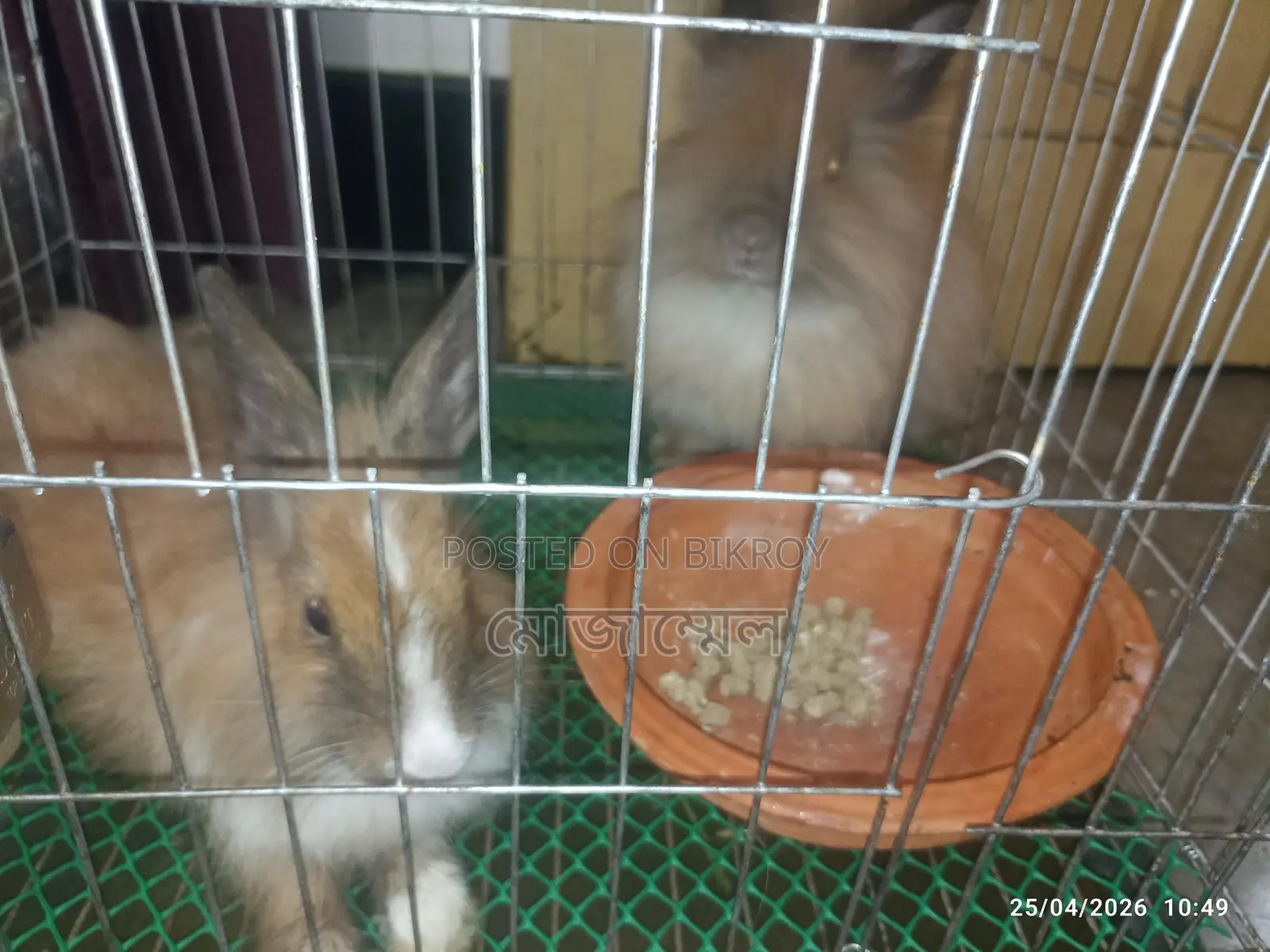 Angora Rabbit