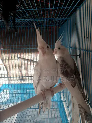 ককাটেল হোয়াইট পাইড পাখি। ককাটেল পাখি