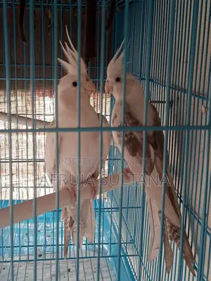 ককাটেল হোয়াইট পাইড পাখি। ককাটেল পাখি