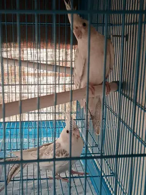 ককাটেল হোয়াইট পাইড পাখি। ককাটেল পাখি