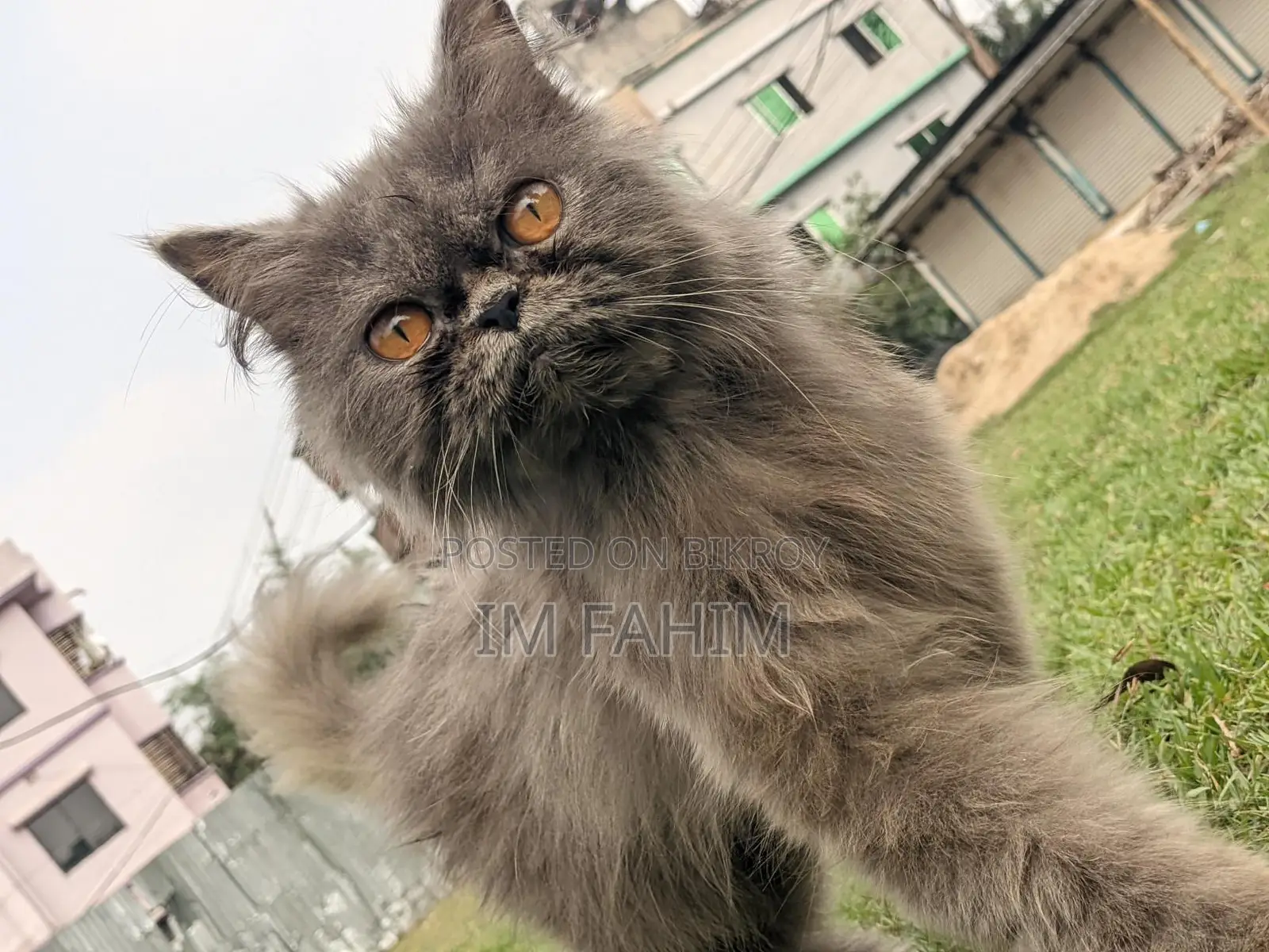 Female Persian Cat