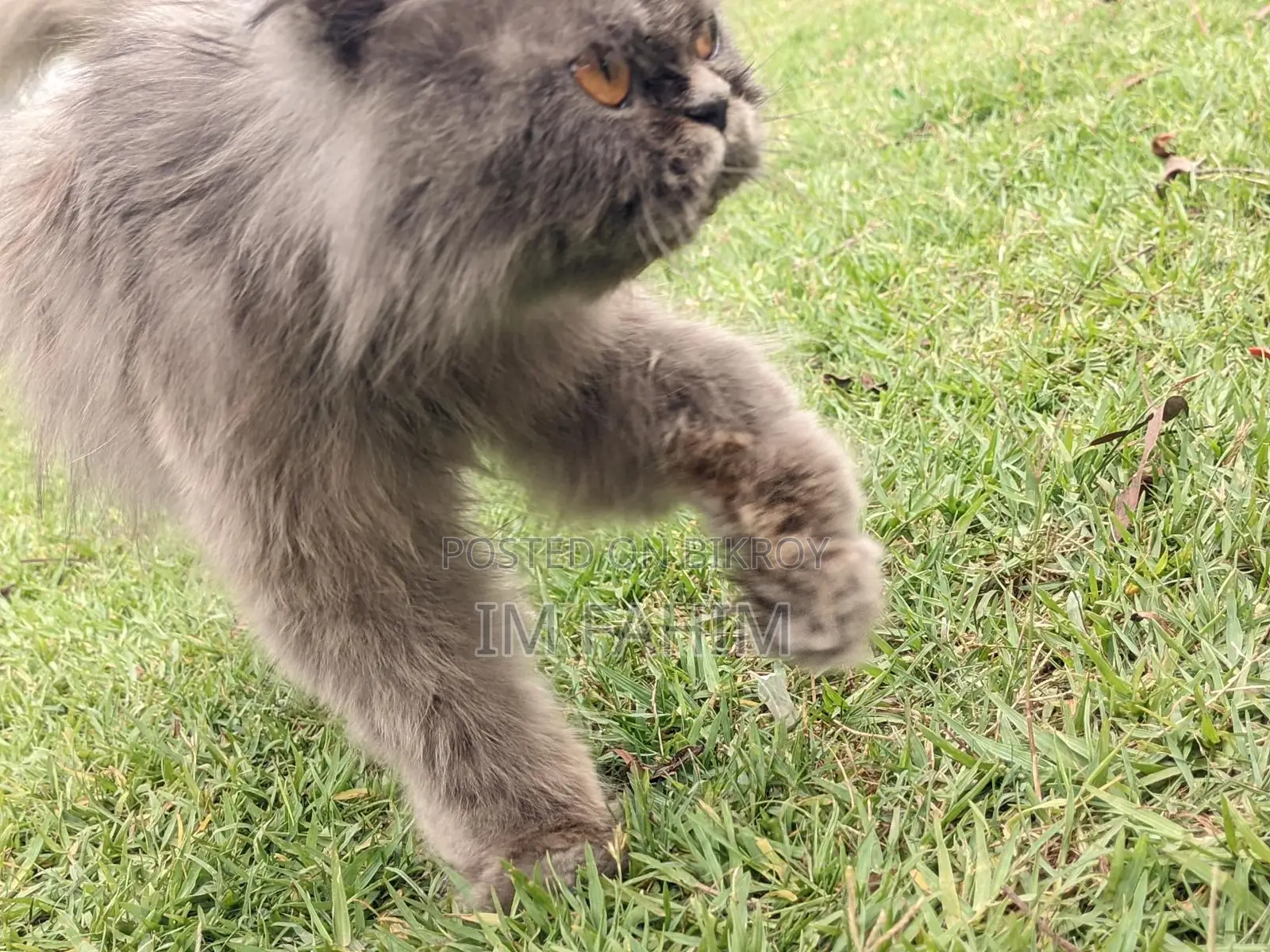 Female Persian Cat