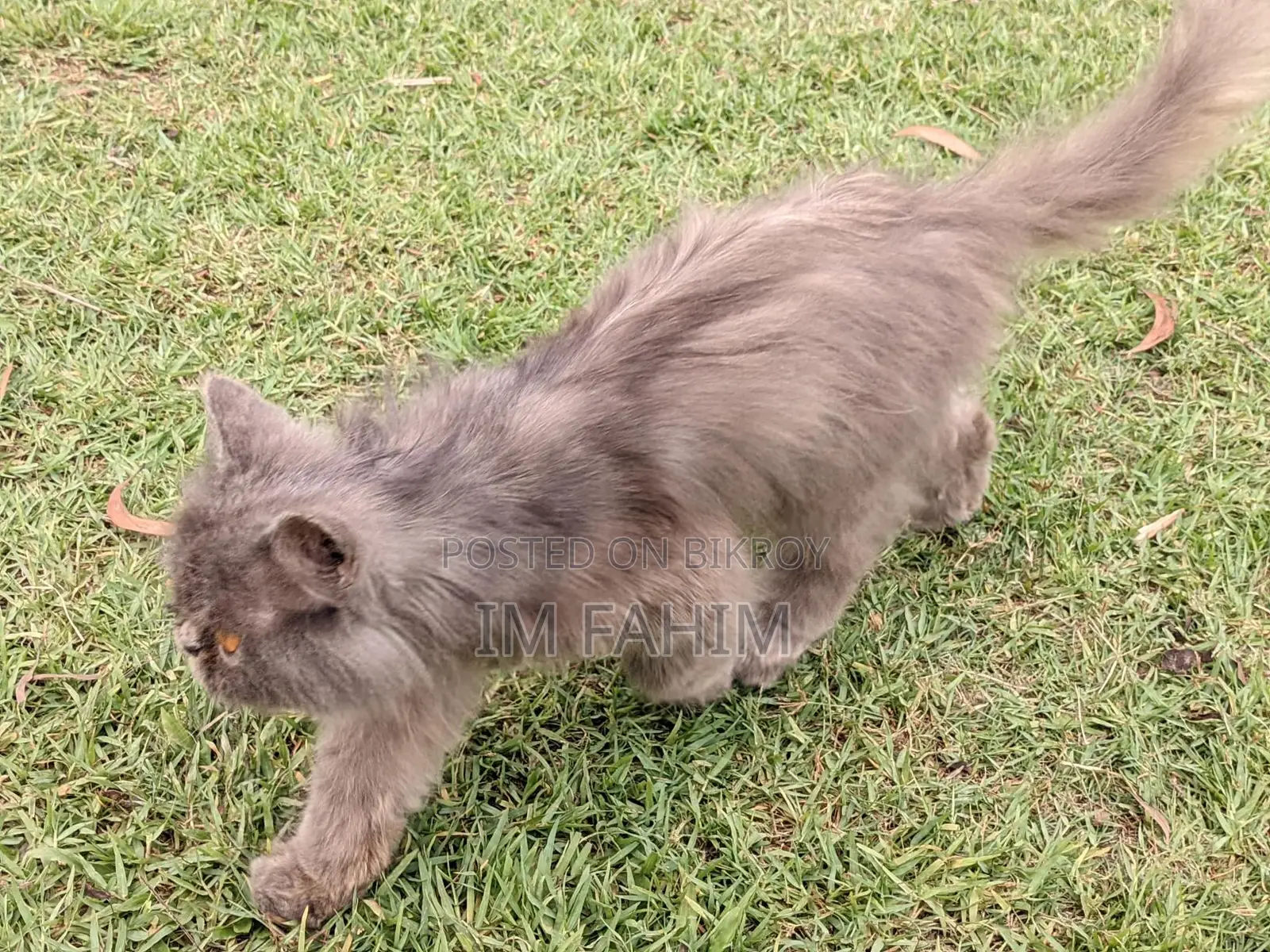 Female Persian Cat