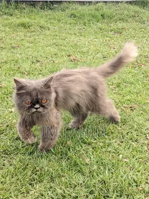 Female Persian Cat