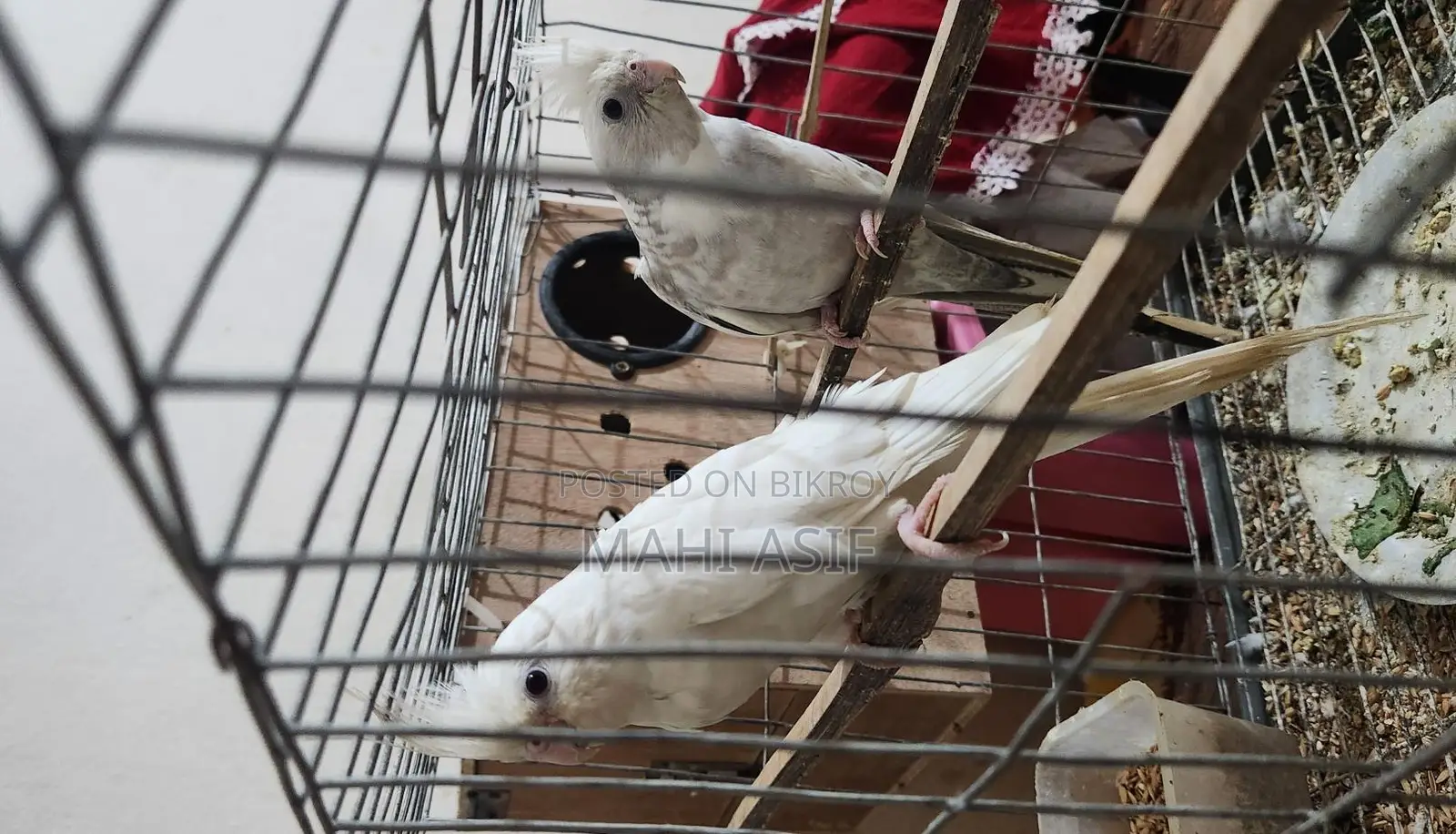 Cockatiel Birds