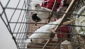 Cockatiel Birds