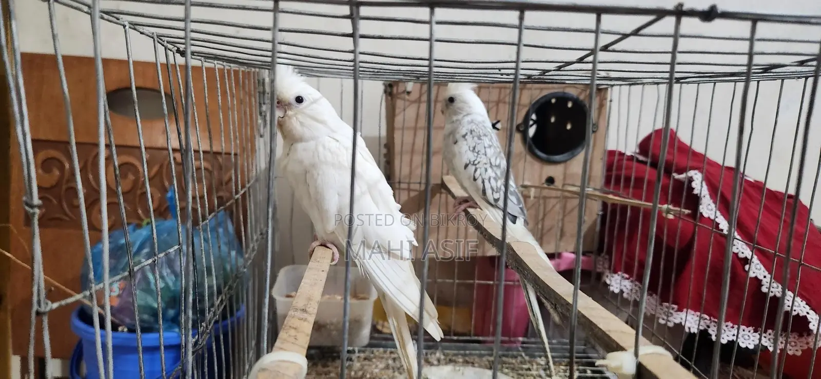 Cockatiel Birds