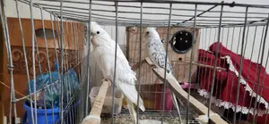 Cockatiel Birds