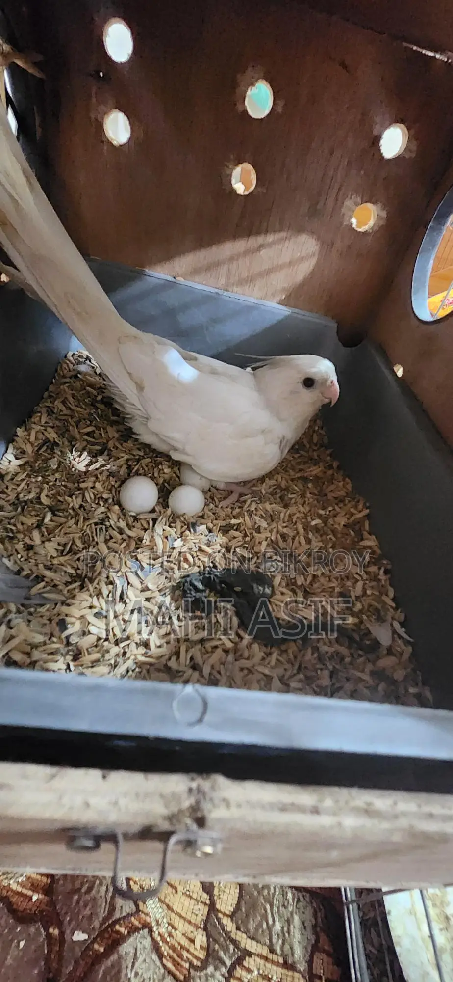 Cockatiel Birds