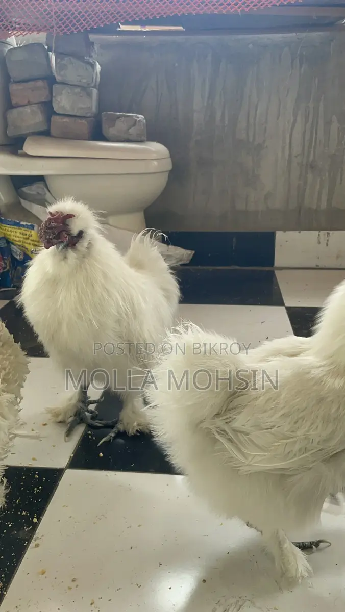 Running silky জোড়া