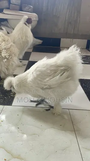 Running silky জোড়া