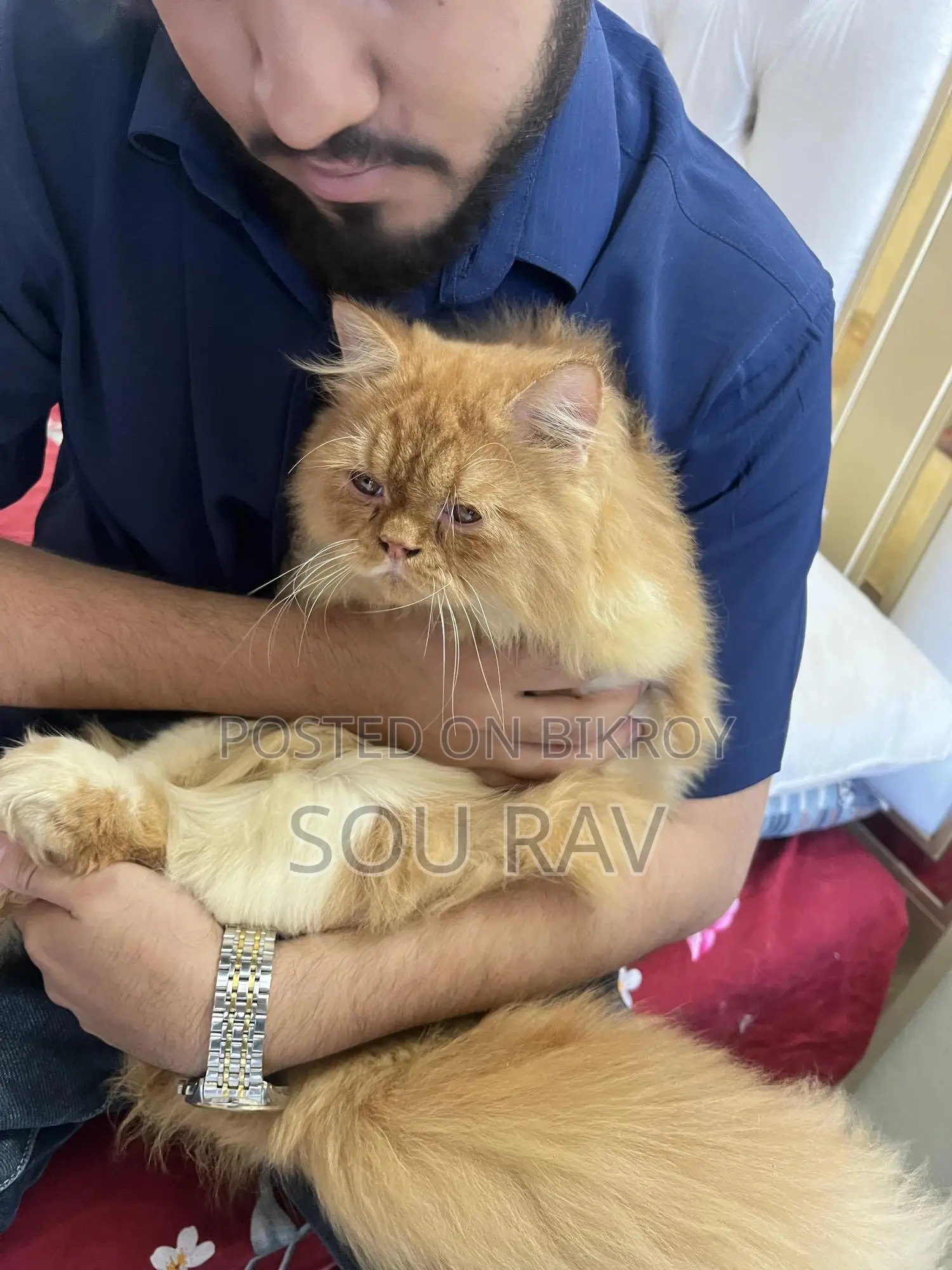 6-12 Months Male Purebred Persian
