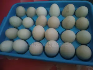 Local Duck Eggs for Sale