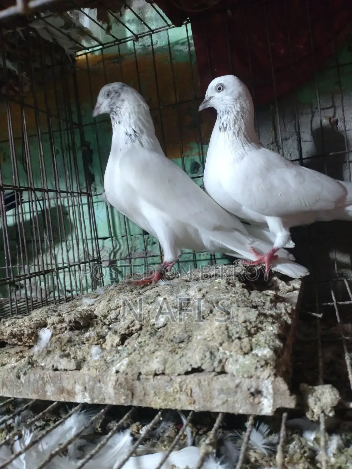 High-Quality White Pair of Pigeons