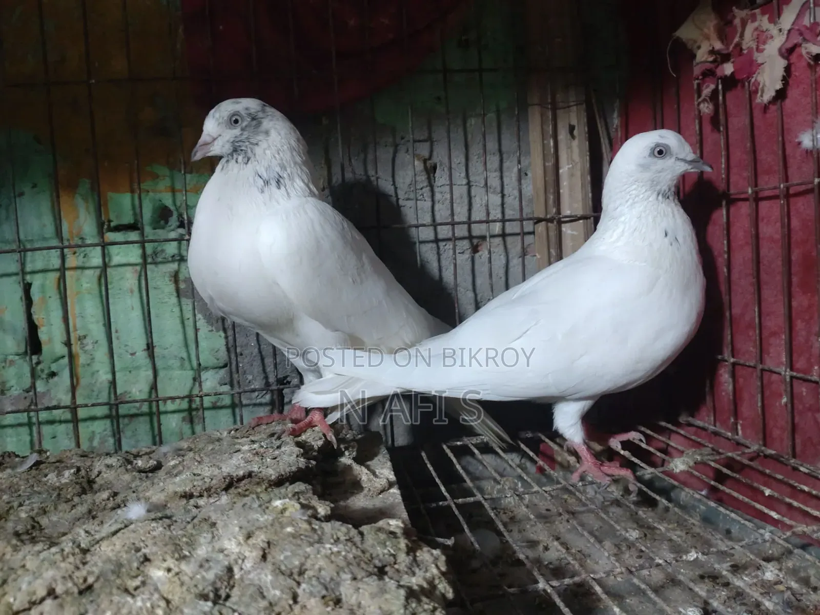 High-Quality White Pair of Pigeons