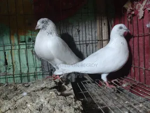 High-Quality White Pair of Pigeons