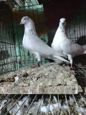 High-Quality White Pair of Pigeons