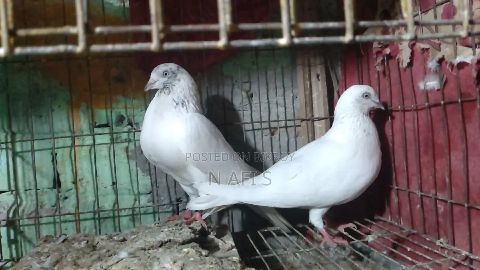 High-Quality White Pair of Pigeons
