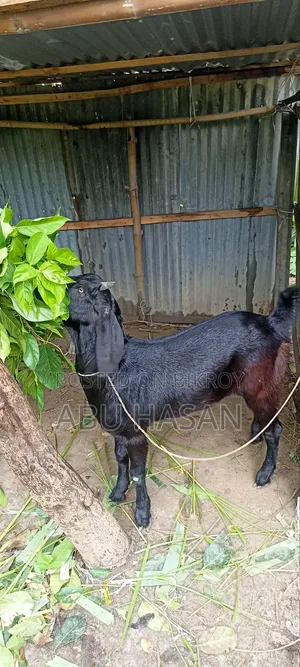 Qurbani-Ready Goat