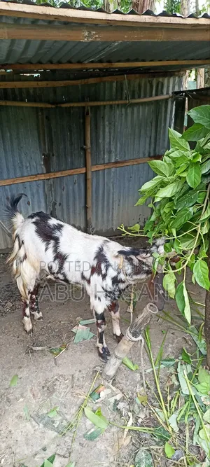 Qurbani-Ready Goat