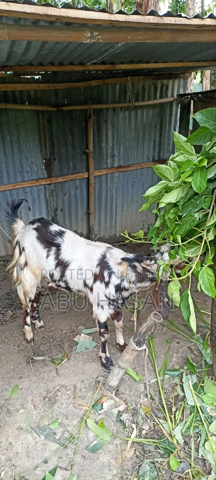 Qurbani-Ready Goat