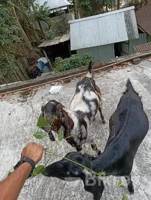 Qurbani-Ready Goat
