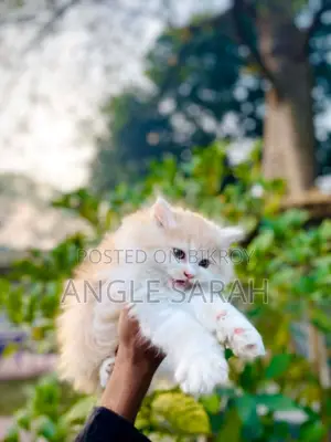 Pure Persian Male Cat