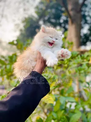 Pure Persian Male Cat