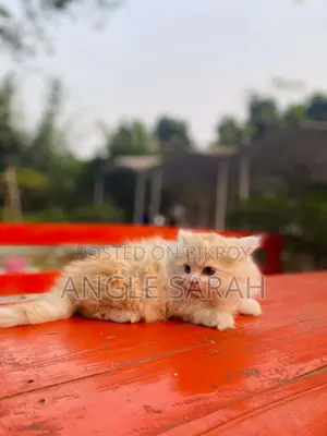 Pure Persian Male Cat