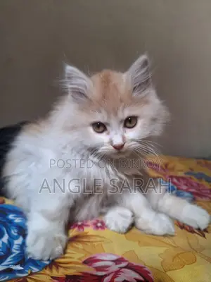 Pure Persian Male Cat