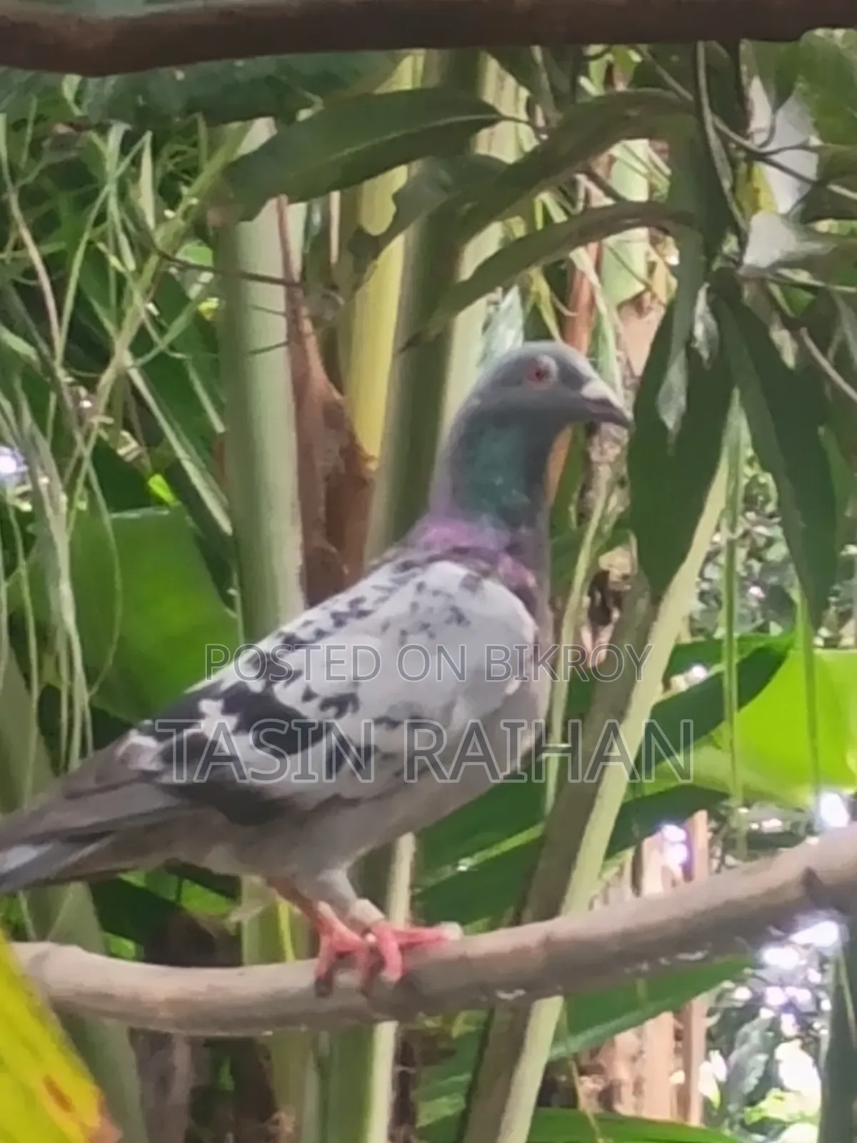 ম্যাক্সি রেসার কবুতর