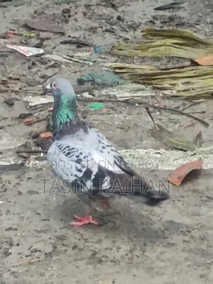 ম্যাক্সি রেসার কবুতর