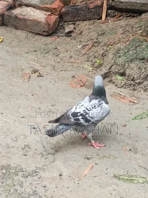 ম্যাক্সি রেসার কবুতর