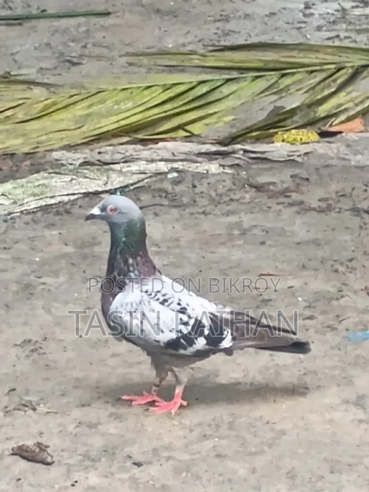 ম্যাক্সি রেসার কবুতর