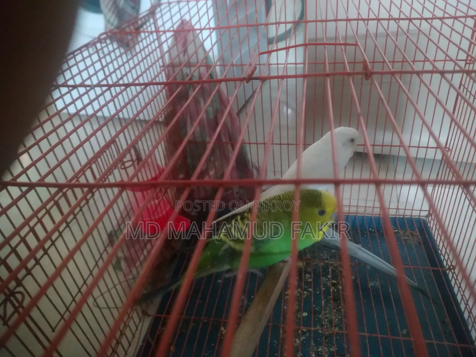 Budgie Bird