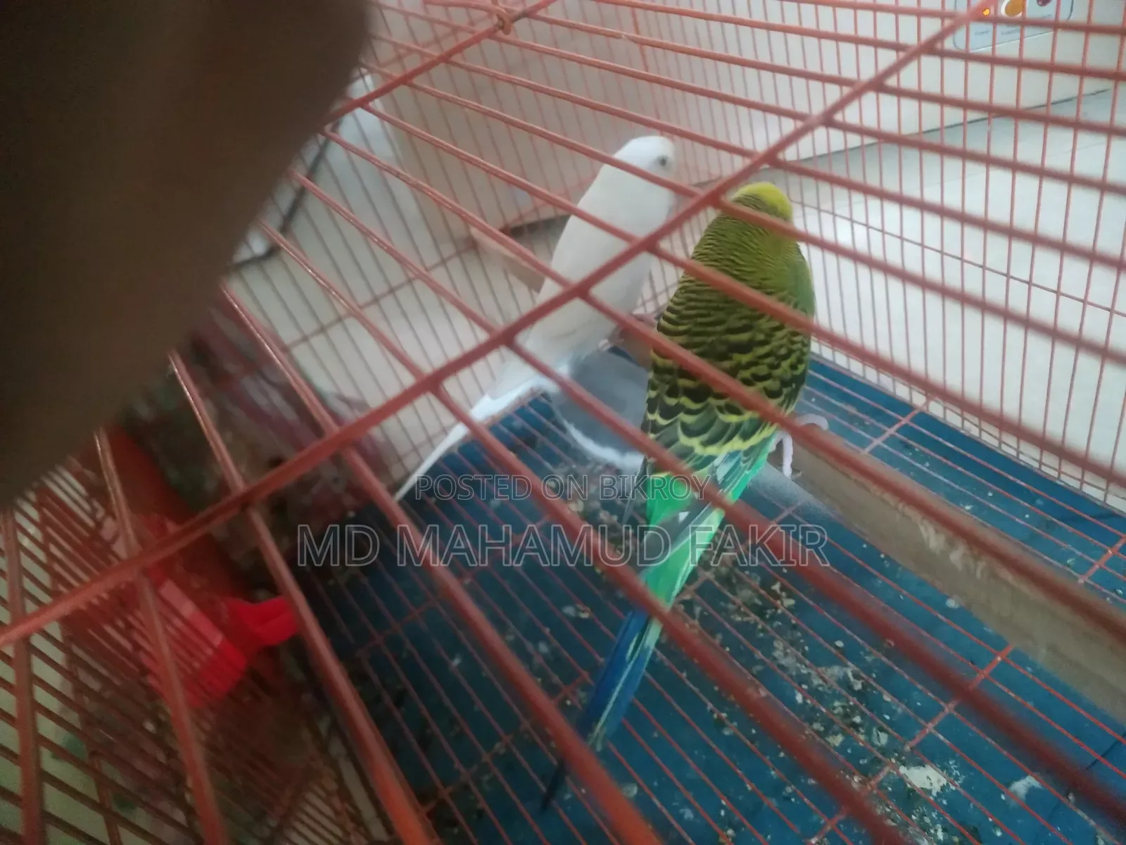 Budgie Bird