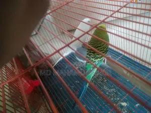 Budgie Bird