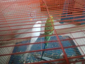 Budgie Bird