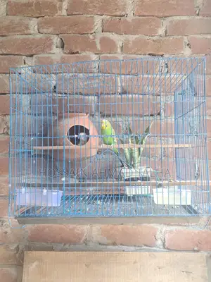 Budgerigar Birds